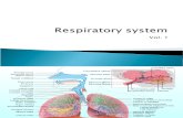 Respiratory System Vol 1