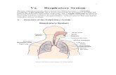 Va Respiratory System08