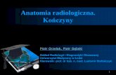 Anatomia radiologiczna. Kończyny