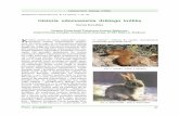 Historia udomowienia dzikiego królika History of wild rabbit ...