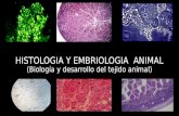 Histologia y embriologia  animal