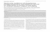 Molecular evidence of Anaplasma phagocytophilum and Babesia ...