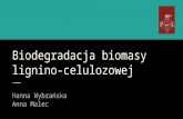 Biodegradacja biomasy lignino celulozowej (2)