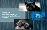 Przegląd systematyczny i ochrona gatunkowa ssaków.