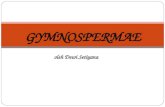 Gymnospermae - Anatomy