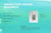 Aranya tigre argiope bruennichi