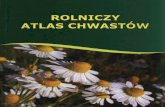 · PDF fileBIOLOGIA CHWASTÓW Wprowadzenie Chwasty polne Grupy biologiczne chwastów polnych Grupy ekologiczne chwastów polnych Dominujqcy czynnik ekologiczny