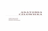 ANATOMIA - pdfki.cba.plpdfki.cba.pl/Anatomia czlowieka.pdfanatomii człowieka prowadzonych dla studentów AWF, a zakres jest dostosowany do wymagao ... hormony, a usuwa z nich produkty