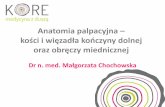 Anatomia palpacyjna - kości i więzadła kończyny dolnej ...centrum-kore.pl/wp-content/uploads/2016/01/Anatomia-palpacyjna... · Anatomia palpacyjna – kości i więzadła kończyny