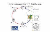 Cykl rozwojowy T. trichiura - uwm.edu.pl · •Choroba: świerzb (sarcoptosis) •Miejsce pasożytowania: skóra człowieka •Postać inwazyjna: larwa, nimfa, zapłodniona samica