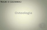 Osteologia - archeo.uw.edu.pl · KOŚCIKRĘGOSŁUPA A. odcinek szyjny 7 kręgów B. odcinek piersiowy 12 kręgów C. odcinek lędźwiowy 5 kręgów D. odcinek krzyżowy 5 kręgów
