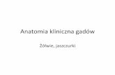 Anatomia kliniczna gadów - up.lublin.pl · Anatomia kliniczna gadów Żółwie, jaszczurki. Pokrywa ciała •Skóra •Pancerz •- tarcze rogowe •- unaczyniona i unerwiona błona