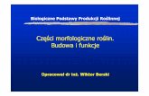 Części morfologiczne roślin. Budowa i funkcjematrix.ur.krakow.pl/~wberski/BPPR/03_morfologia.pdf · Głównymi zadaniami typowego nadziemnego pędu są odŜywianie oraz rozmnaŜanie