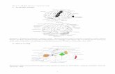 Wykªad XI, XII: Elementy neurolingwistyki 1. Anatomia mózgukonderak.eu/materialy/ekg_h11-12.pdf · Rysunek 3: Przetwarzanie j¦zyka w lewej póªkuli mózgowej 3. Klasy kacje afazji