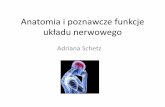 Anatomia i poznawcze funkcje układu nerwowegokognitywistyka.usz.edu.pl/aschetz/wp-content/uploads/sites/3/2016... · W. Kalat, Biologiczne podstawy psychologii; W. Traczyk, Fizjologia