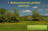 3. Rośliny lecznicze użytków zielonych. - Eko Sanokeko-sanok.com.pl/images/do_pobrania/Rosliny_uzytkow_zielonych... · Agropyron repens (L.) P. B EAUV . 3HU]Z áD FLZ\ Rodzina