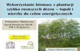 Wykorzystanie biomasy z plantacji szybko rosnących drzew ...pw.ihar.edu.pl/assets/Uploads/XIII-Forum-OZE-w-Przysieku-15.11... · Wykorzystanie biomasy z plantacji szybko rosnących