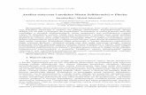Analiza statyczna i modalna Mostu Solidarności w Płockuwbia.pollub.pl/files/85/attachment/vol15(1)/177-190.pdf · 2016-04-14 · ... Mosty podwieszone to piękne konstrukcje, ...