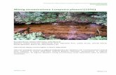 Minóg strumieniowy Lampetra planeri (1096)siedliska.gios.gov.pl/images/pliki_pdf/wyniki/2009-2011/dla... · Zagęszczenie minoga strumieniowego na badanym stanowisku wynosiło 0,0024