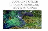 GLOBALNE CYKLE BIOGEOCHEMICZNEkfs.ftj.agh.edu.pl/~wachniew/GBC_7_N_P.pdf · 2008-12-22 · Znaczenie azotu dla organizmów żywych ... - zakwity glonów - straty w rybactwie. Eutrofizacja