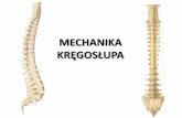 MECHANIKA - kursyews.pl · Jest ona wyrazem przystosowania układu kostno – mięśniowego kręgosłupa do utrzymywania w równowadze ... U człowieka szczątkowe, mocno rozbudowane