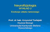 WYKŁAD 2 - wbns.uksw.edu.pl Neurofizjologia... · Prototyp układu nerwowego kręgowców. Lancetnik (strunowiec, ale nie kręgowiec) i rekin (kręgowiec). Mózg rekina jest stosunkowo