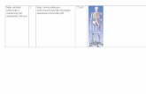 Mini szkielet 1  773,67 anatomia ...weekendfm.pl/_reklamy/listapotrzeb.pdf · Mini szkielet człowieka z zaznaczonymi mięśniami (94 cm) 1  773,67