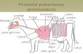 PowerPoint Presentationpfhb.home.pl/ftp/eg/Materialy_szkoleniowe_2016... · PPT file · Web view2016-11-24 · Przewód pokarmowy przeżuwacza ...