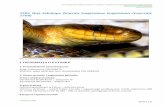 1281 Wąż Eskulapa Zamenis longissimus longissimus ... · Strona 5 z 31 Fot. 2. Noworodek węża Eskulapa z populacji bieszczadzkiej (© B. Najbar). ... trwania sezonu obejmuje do