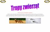 Zwierz ' ta polskich lasów36gdh.pl/wp-content/uploads/2014/01/Tropy-zwierząt-w-Polsce.pdf · charakterystyczny i nie podobny do Ïadnego innego zwierz 'cia w Polsce. Wilk- gatunek