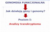 Prezentacja programu PowerPoint - serwisy.umcs.lublin.plserwisy.umcs.lublin.pl/andrzej.mazur/Inzynieria_Genetyczna... · powierzchni w postaci bardzo krótkich syntetycznych (tworzonych