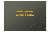 Układ nerwowy narz ądy zmysłów - JKK.edu.pl · Narząd wzroku = oko –zbudowane z gałki ocznej i nerwu wzrokowego. Narządy dodatkowe = mięśnie poruszające gałką oczną