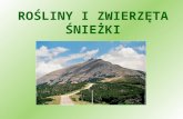 ROŚLINNOŚĆ NA ŚNIEŻCE - Strona głównamyslakowice.edu.pl/sniezka/prezentacje/prezentacja3.ppt · PPT file · Web view2008-05-15 · ROŚLINY I ZWIERZĘTA ... rozwijające się