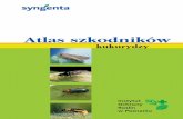 Atlas szkodników - agrocentrum.net · Fazy rozwojowe kukurydzy skala BBCH kie∏kowanie i wschody rozwój liÊci ... gà ˝erowaç na plantacjach zbó˝, motyl-kowatych, ziemniakach