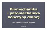 Biomechanika i patomechanika KD - fizjoterapeutom.pl ... · w. biodrowo –udowe (hamuje nadmierne prostowanie oraz obrót uda do wewn ątrz), ... -skręcenie na zewn ątrz podudzia