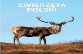 ZWIERZĘTA POLSKI - Publio.pl · gatunki ryb żyjące w wodach słodkich, a także te, ... GADY STRONY 36-38 PŁAZY STRONY 39-41 RYBY STRONY 42-47 45 Sandacz / Sum 46 Szczupak / Szprot