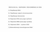 REPLIKACJA, NAPRAWA i REKOMBINACJA DNAeko.uj.edu.pl/korona/wykl/10 Replikacja, naprawa i rekombinacja DNA... · 1) Replikacja DNA – konieczność odsłonięcia jednoniciowego DNA