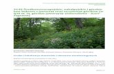 9140 Środkowoeuropejskie, subalpejskie i górskie lasy ...gios.gov.pl/siedliska/pdf/wyniki_monitoringu_siedlisk_2009_2011... · Na dziewięciu z ... W sąsiedztwie wiat i miejsc