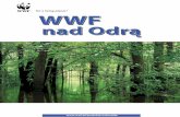 WWF Współpraca Graniczne meandry Odry nad Odrą.pdf · występują m.in. derkacz i żółw błotny, zostało obję-tych ochroną. Było to możliwe dzięki pomocy fi nan- ... Ekologiczna