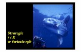 Strategie r i K w świecie ryb - biol.uw.edu.pl 14.pdf · POZYTECZNA OMYLKA Wiele samców afrykañskich ryb wykluwajqcych ikre w pysku ma plamki podobne do ikry na pletwie odbytowej.