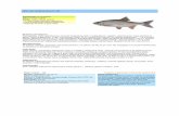 Atlas ryb słodkowodnych | Jaź - TROFEUMtrofeum.net/dodatki/Atlas.pdf · dojrzałych do rozrodu ryb ciągną w górę rzeki do odcinków o piaszczystym lub żwirowatym dnie. Kleista