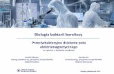 Biologia bakterii boreliozy - biorife.plbiorife.pl/PrezentacjaKrakow2017.pdf · nowotworu) Ryc.6. Fagocytoza B. burgdorferi do ludzkiego monocytu. (Singh SK, Girschick HJ., 2004).