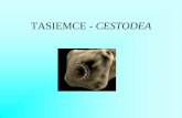 TASIEMCE - CESTODEA - up.lublin.pl · - Medycyna chińska – przykładanie do skóry lub oczu mięsa płazów i gadów – sparganoza oczna lub skórna . Liguloza Ligula intestinalis