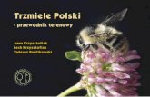 Trzmiele Polski - pomagamypszczolom.pl · do 30 cm), w jamkach, pod korzeniami drzew, pod mchem lub ściółką, czasem też w spróchniałym drewnie. Poszczególne gatunki trzmieli