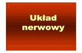 Wyklad 4, 5 Uklad nerwowy - test.awf-gorzow.edu.pl · i lewej strony np. ciało modzelowate (spoidło wielkie) – łączy obie półkule kresomózgowia. Obwodowy układ nerwowy.
