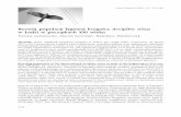 Rozwój populacji lęgowej krogulca Accipiternisus w ... · nicachprzedIIwojnąświatowąbyłtogatunekrozpowszechniony,tymczasemwlatach50. ubiegłegowiekurozpocząłsiędramatycznyspadekliczebnościiwczęścikraju,szczególnie