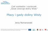 Płazy i gady doliny Wisły - wislawarszawska.plwislawarszawska.pl/wp-content/uploads/2015/04/Świat_zwierząt... · Jako zwierzęta dwuśrodowiskowe płazy są szczególnie narażone
