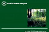Ekonomiczne i organizacyjne zagadnienia usługowego ... · W strukturze lasów RDLP dominują gatunki iglaste, którestanowią 88,2% powierz-chni wszystkich drzewostanów. Gatunki
