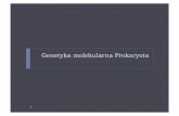 Genetyka molekularna Prokaryota - wiki.biol.uw.edu.plwiki.biol.uw.edu.pl/t/img_auth.php/1/10/Wyklad8_PG.pdf · Genomy bakterii i archeonów 2 Od 0,5 (mykoplazmy) do ~ 5 Mb Wyjątkowo
