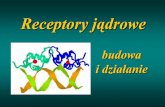 Prezentacja programu PowerPoint - biotka.mol.uj.edu.plbiotka.mol.uj.edu.pl/zbm/handouts/2004_02_receptors.pdf · ligandy nie są znane ... podstawowe . koaktywatory i korepresory